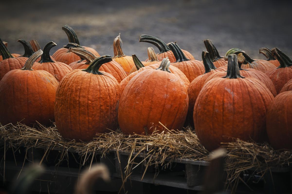 Pumpkins at Styer Orchard