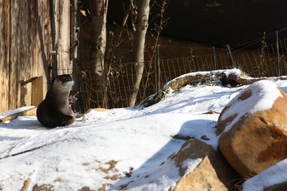 Zoo Knoxville otter