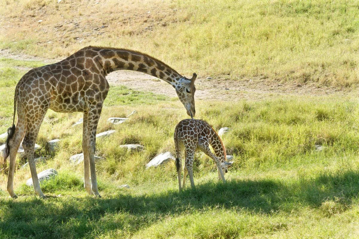 Two giraffes at the Living Desert.