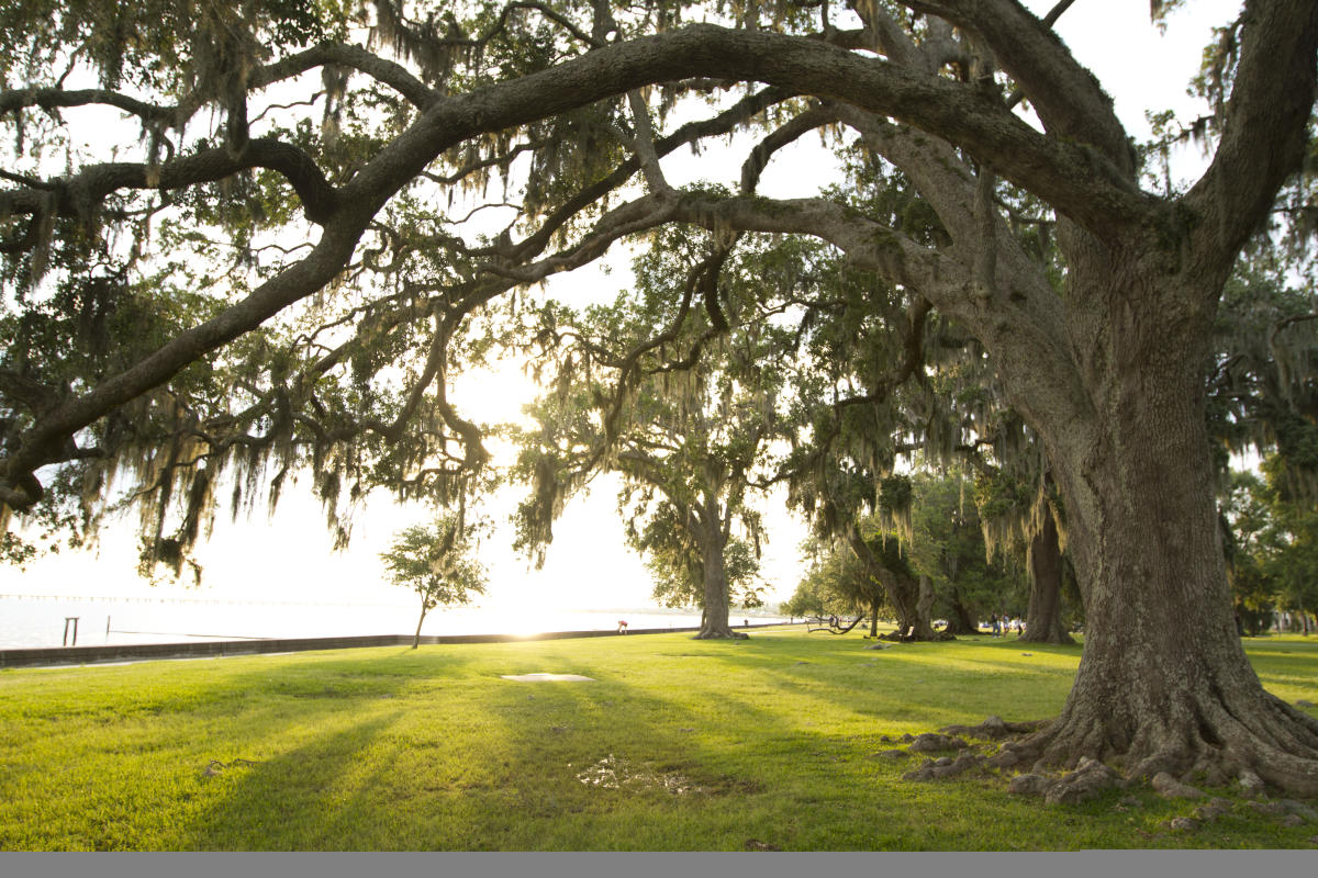 Majestic oak trees line the lakefront in Mandeville