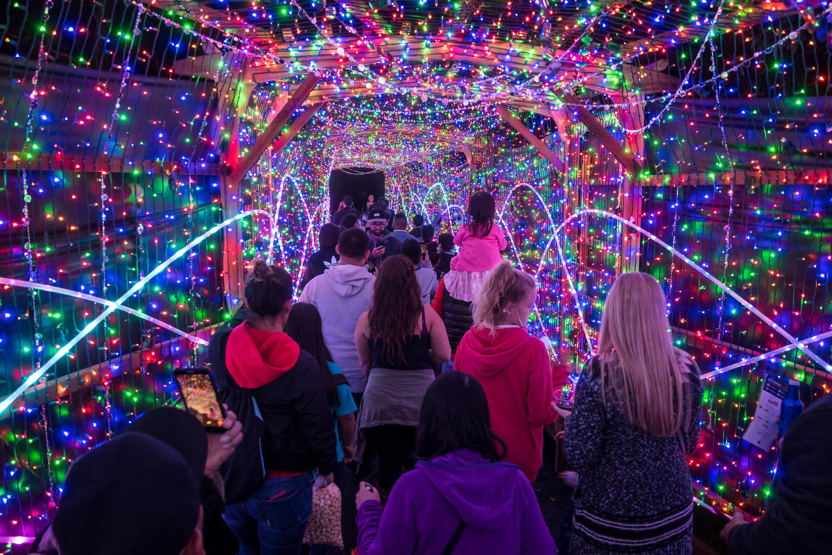 wild lights