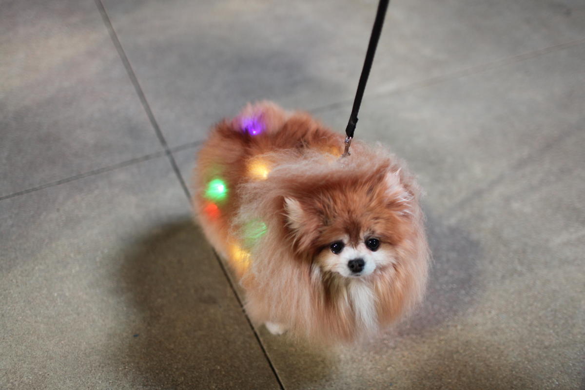 Christkindl dog