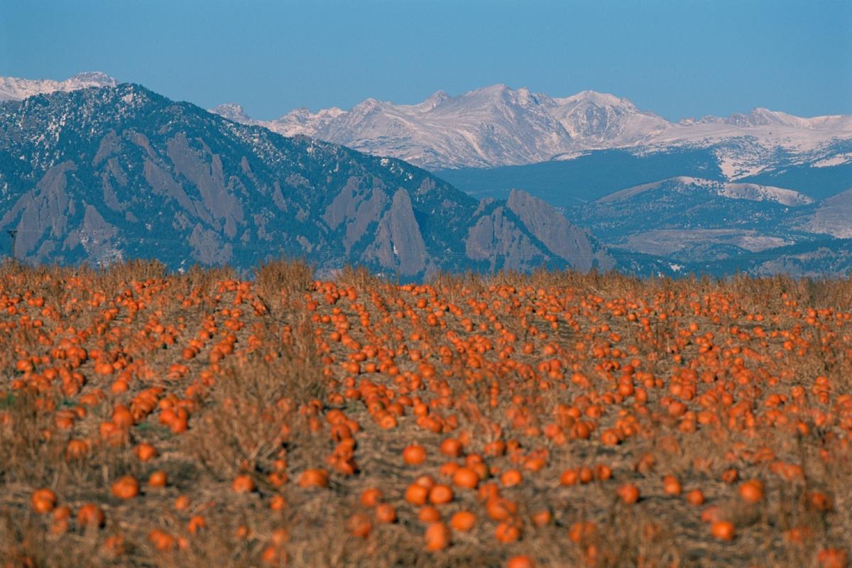 Pumpkins scattered along the ground at a Boulder Pumpkin Patch