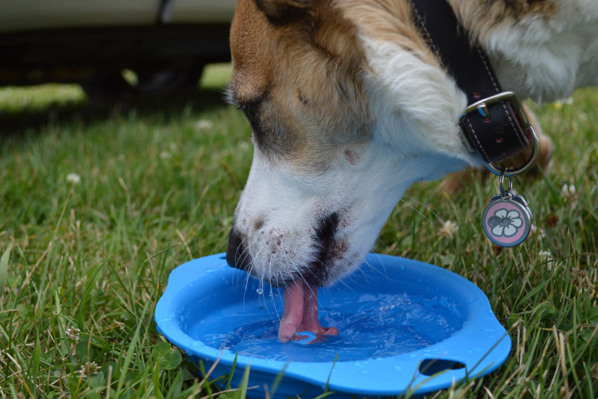 Dog Drinking Water in Durango