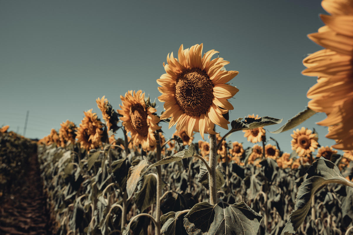 A field of sunflowers at Babbette's Seeds of Hope