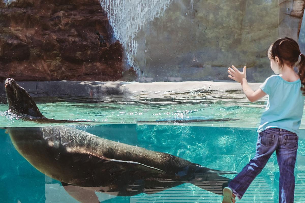 Girl with sea lion at Fort Wayne Children's Zoo