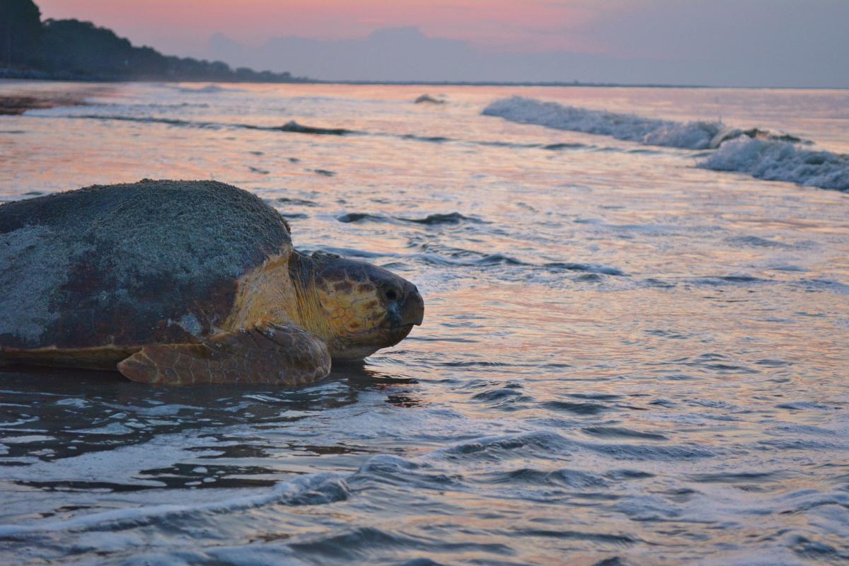 A loggerhead sea turtle mother returns to the ocean after laying her nest on the beach on Sea Island, GA