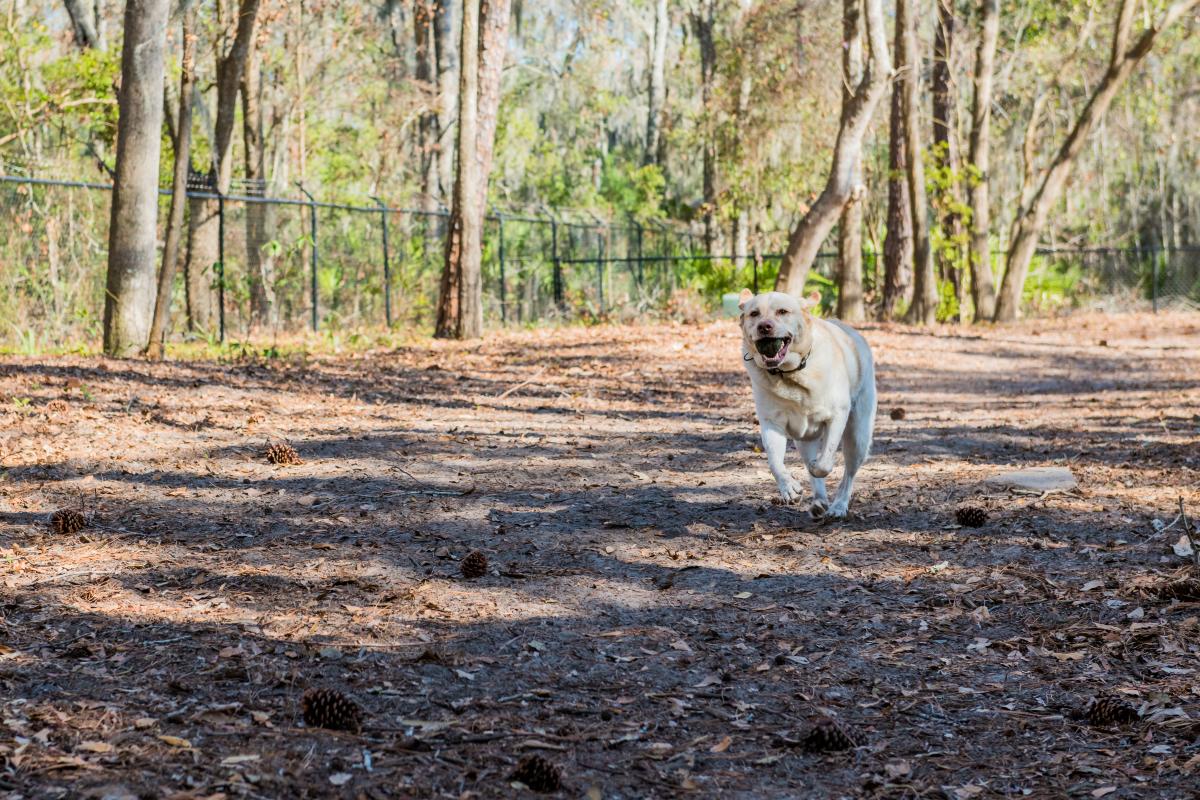 A dog plays fetch in the dog park at Frederica Park on St. Simons Island