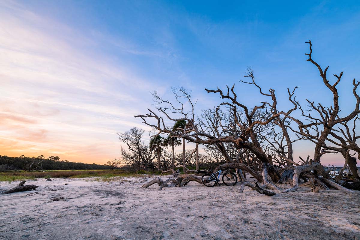 The weathered trees beckon to all who visit Driftwood Beach on Jekyll Island, GA