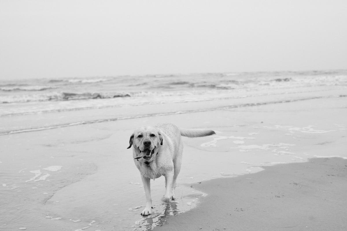 A dog running on the sand of East Beach on St. Simons Island