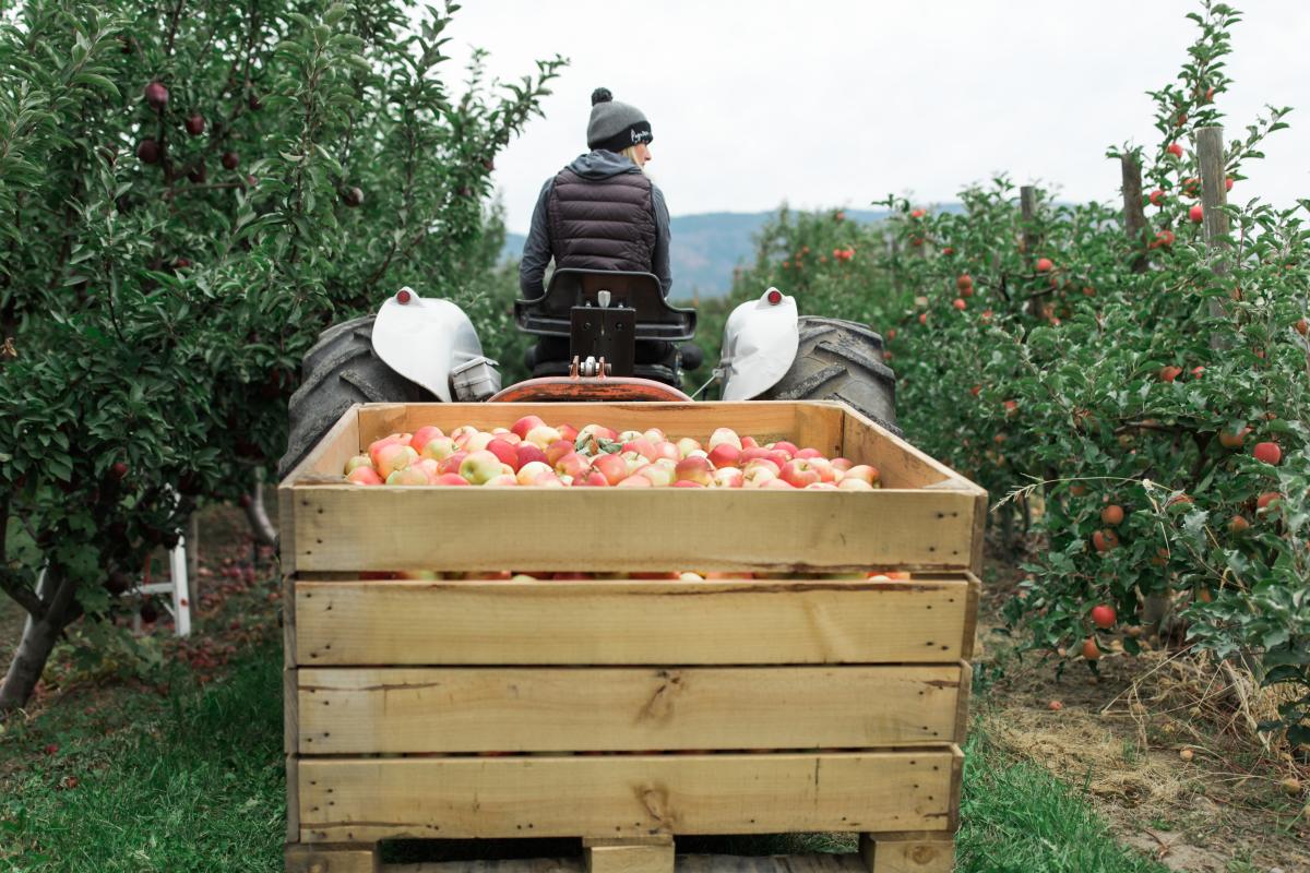 Paynter's Fruit Market - Fall Scene (4)