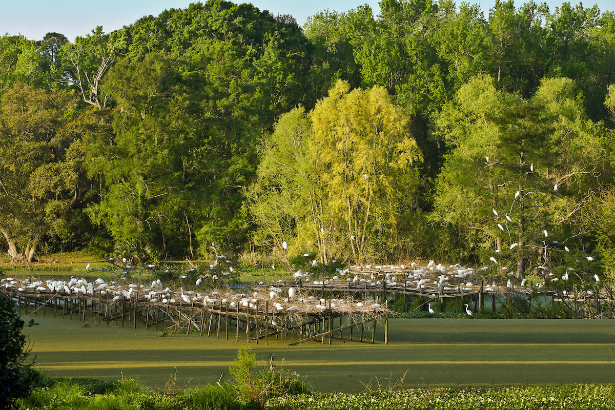 Jungle Gardens Bird Sanctuary