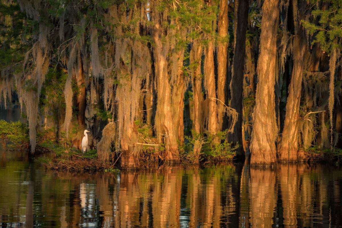 Atchafalaya Experience