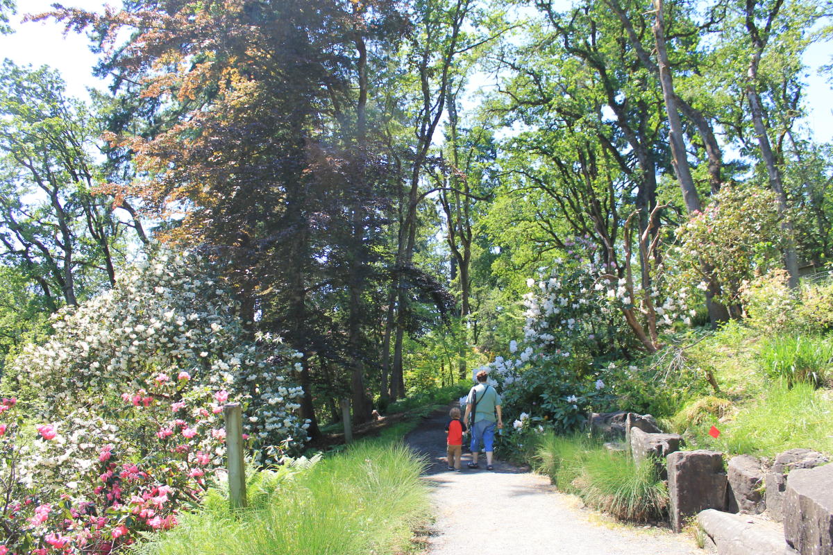 Hendricks Park Rhododendrons in Bloom by Stephen Hoshaw Hendricks Park Rhododendrons in Bloom by Stephen Hoshaw