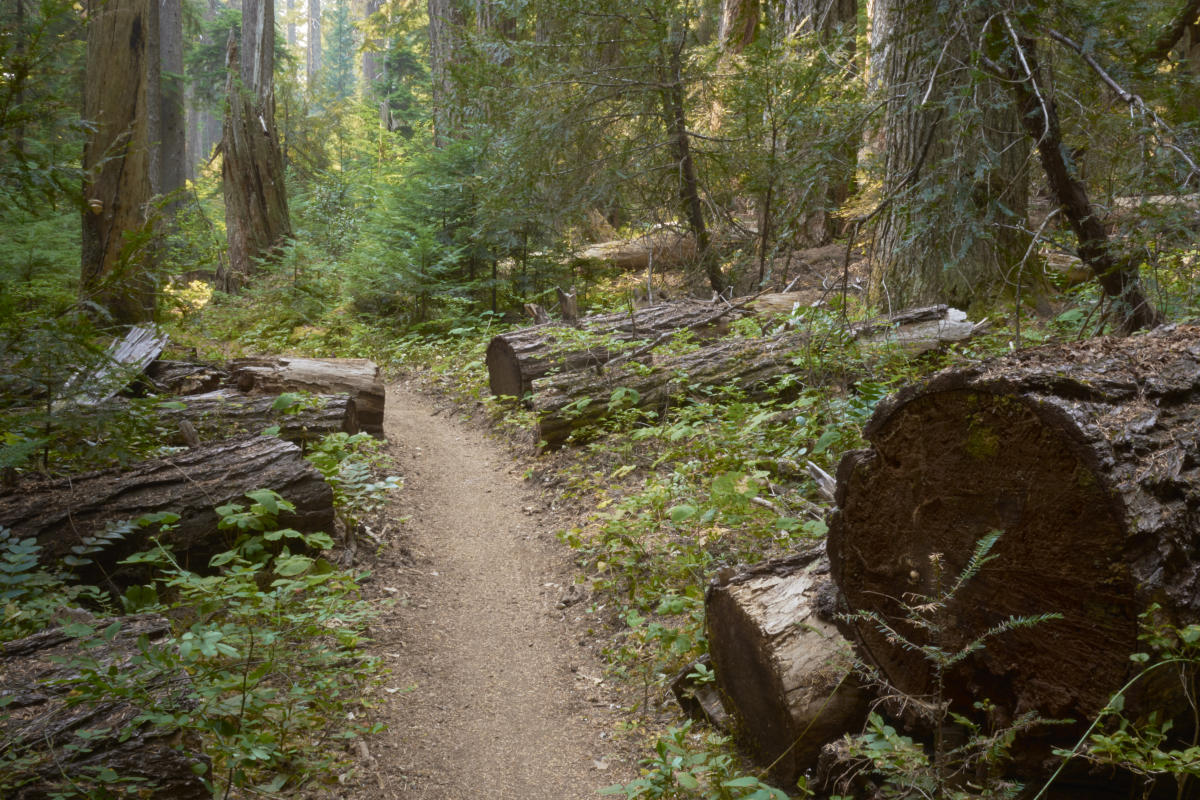 McKenzie River Trail with Old Growth by Thomas Moser