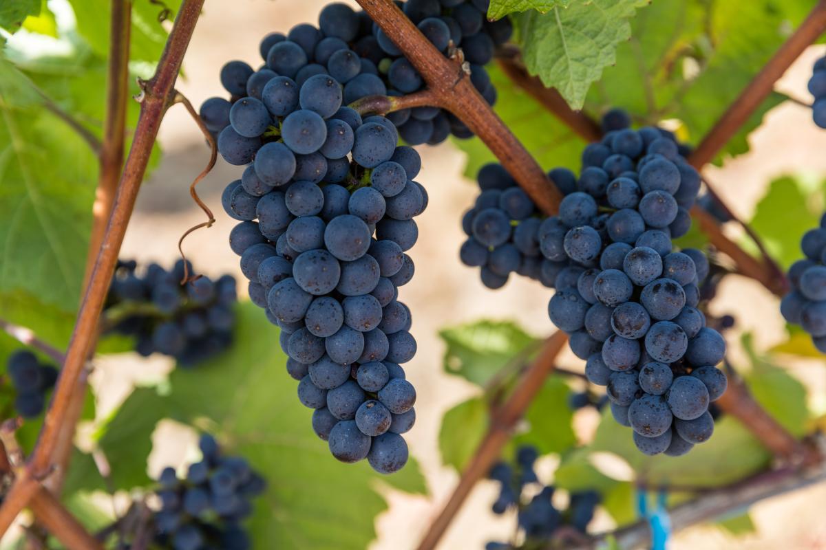 Iris Vineyards by Joni Kabana Iris Vineyard Grapes by Joni Kabana