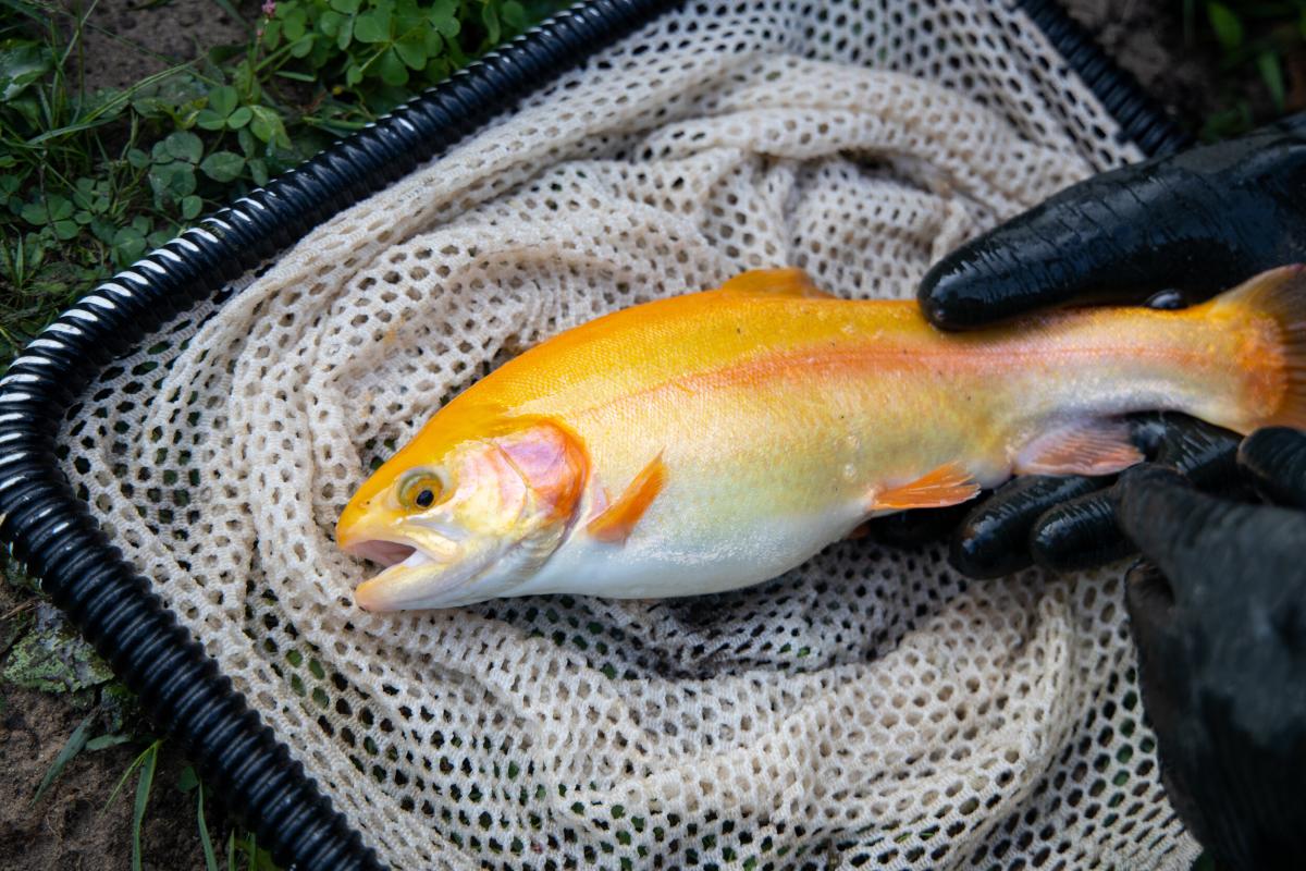 Laurel Highlands Trout Farm