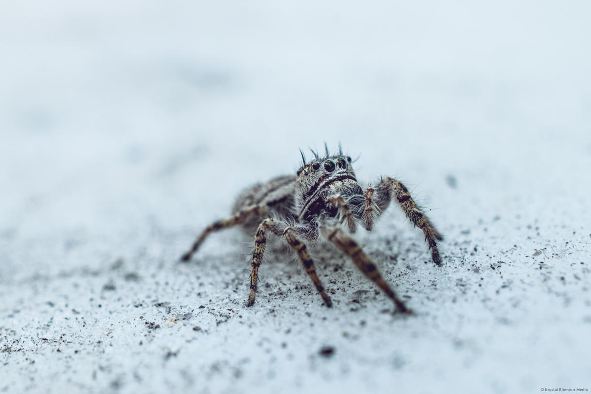 Spider