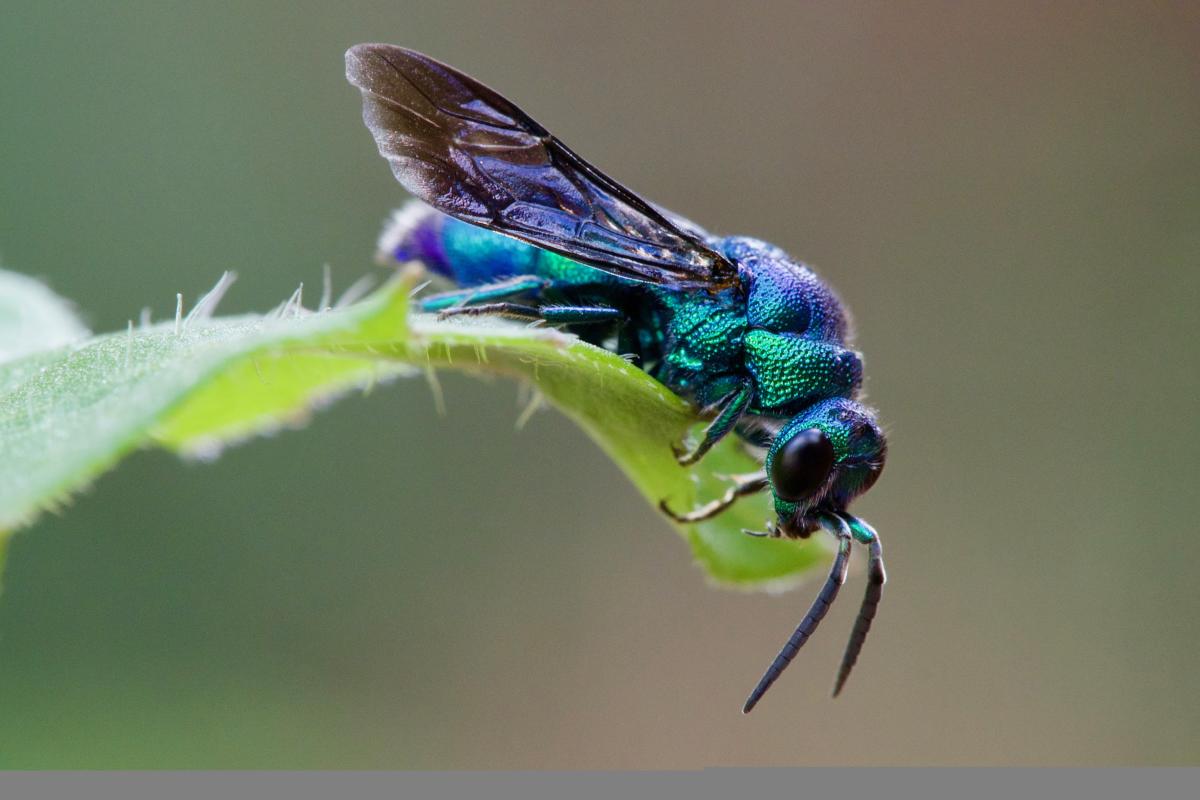 Bug on a leaf