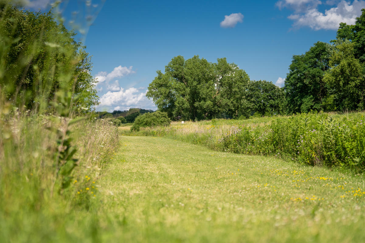 A freshly cut hiking trail at Elver Park