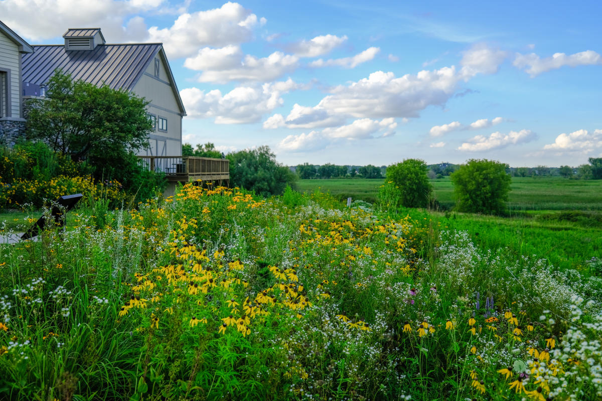Flowers fill a prairie near the Lower Yahara River Trail