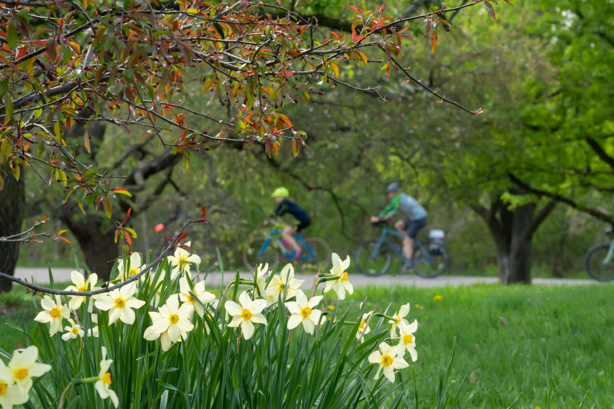 Cyclists bike through the UW-Arboretum