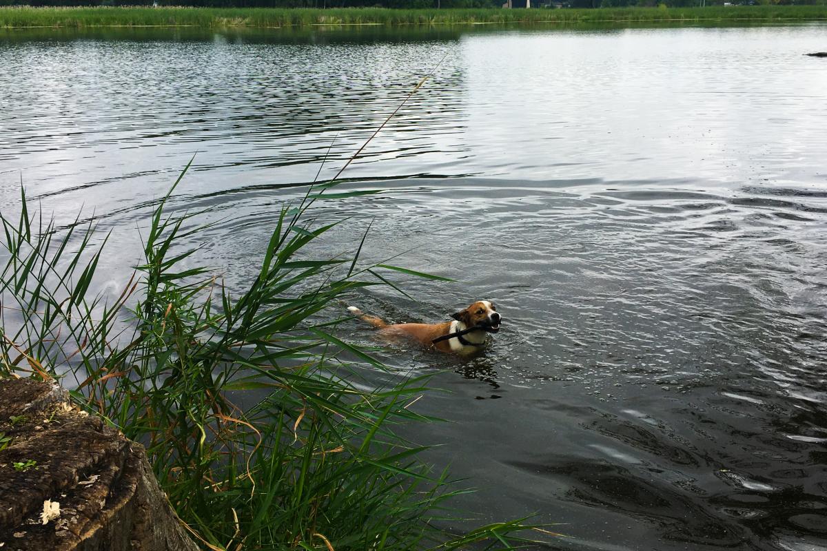A dog swimming the lagoon at Warner Park