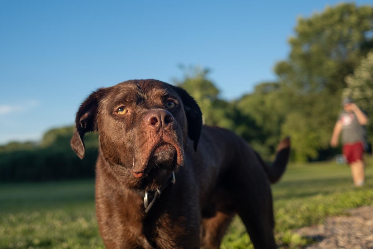 An off-leash dog poses for a photo as his owner walks nearby
