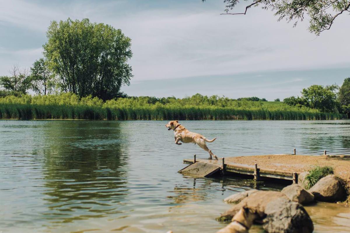 A dog jumping off a pier into the water