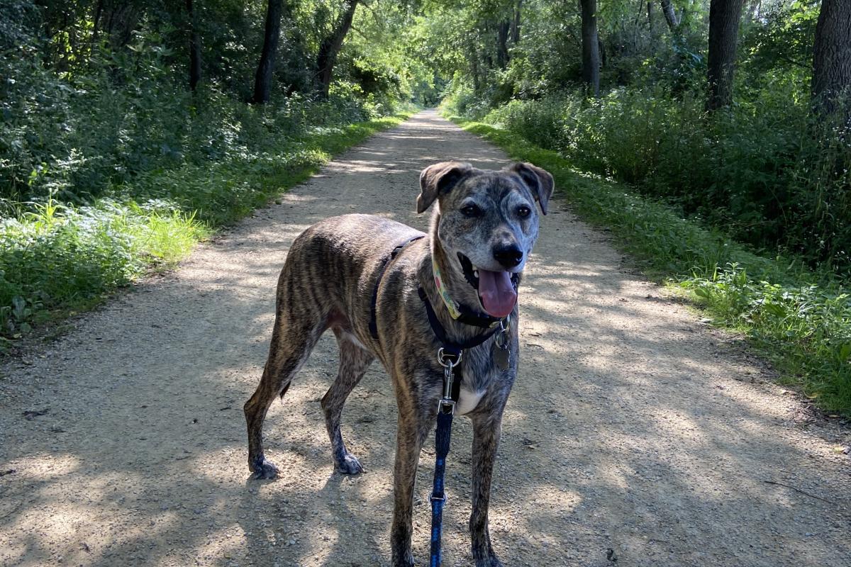 A dog on-leash on Military Ridge State Trail