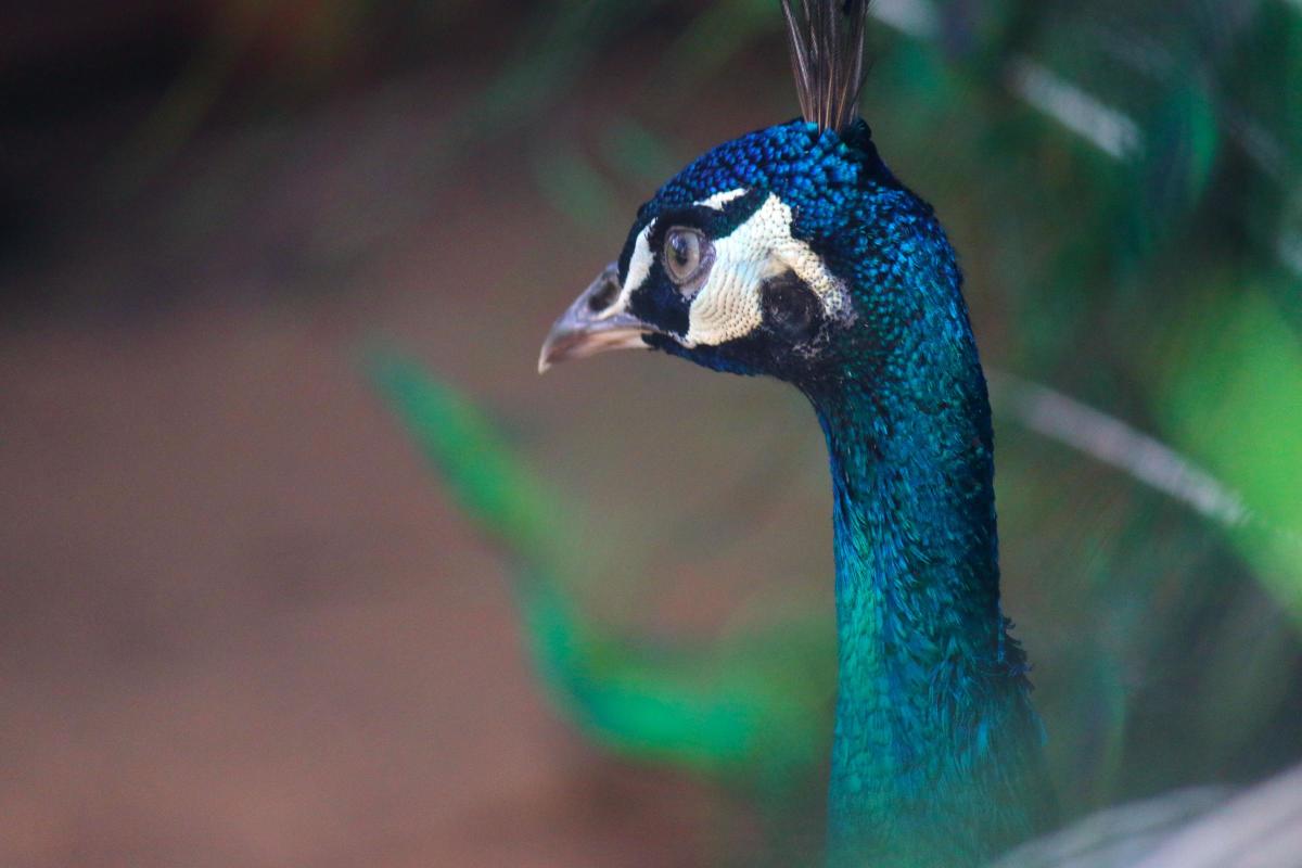 Peacock at Andalusia GPB