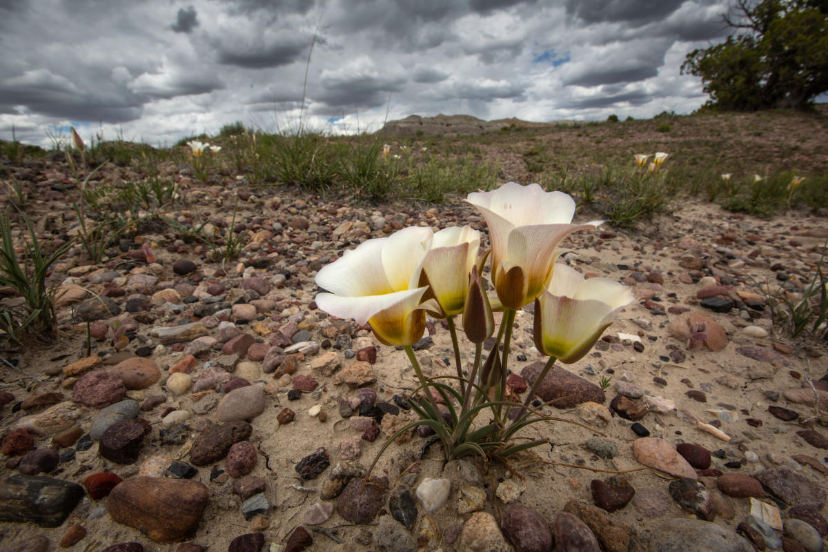 Sego lilies break through difficult soil.