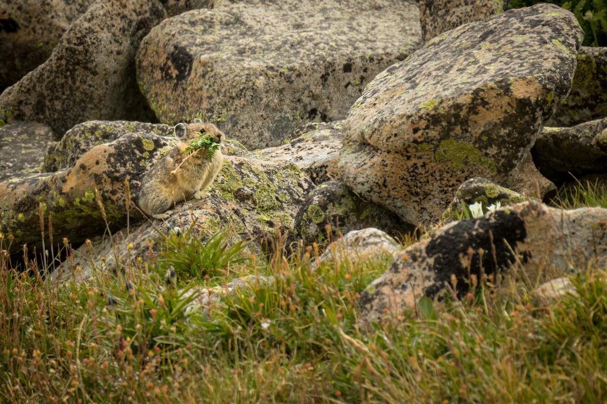 A pika gathers food near Trampas Lakes, New Mexico Magazine