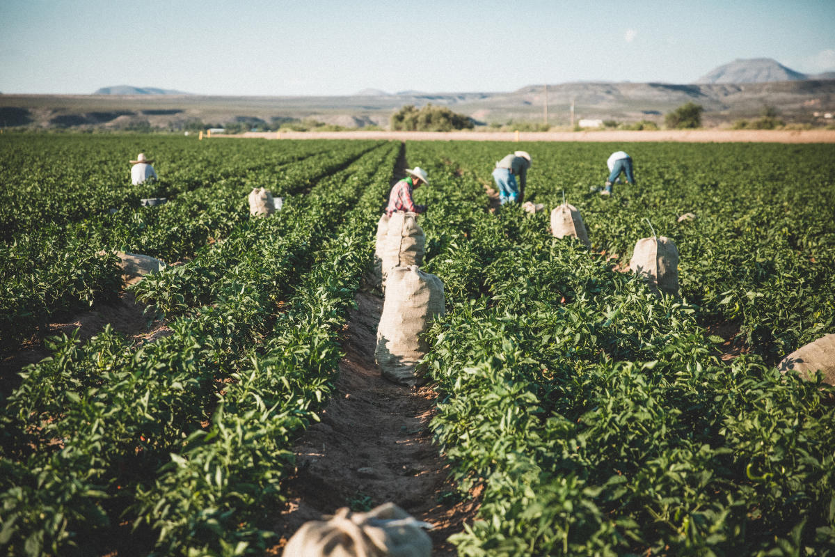 Hatch Chile Story Harvest