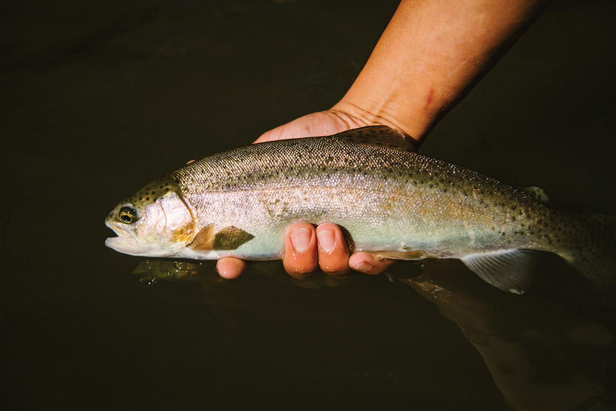 Catching trout in the Pecos River.