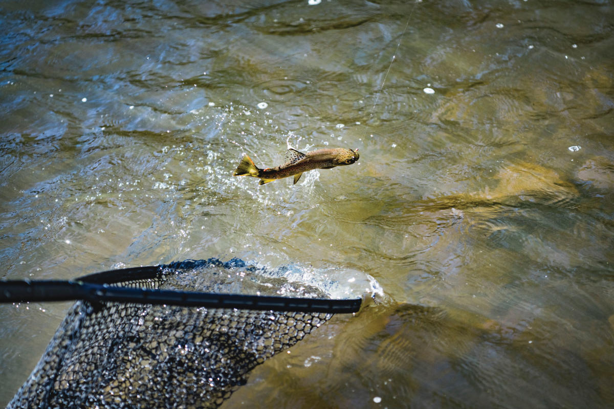 Catching trout in Pecos River.
