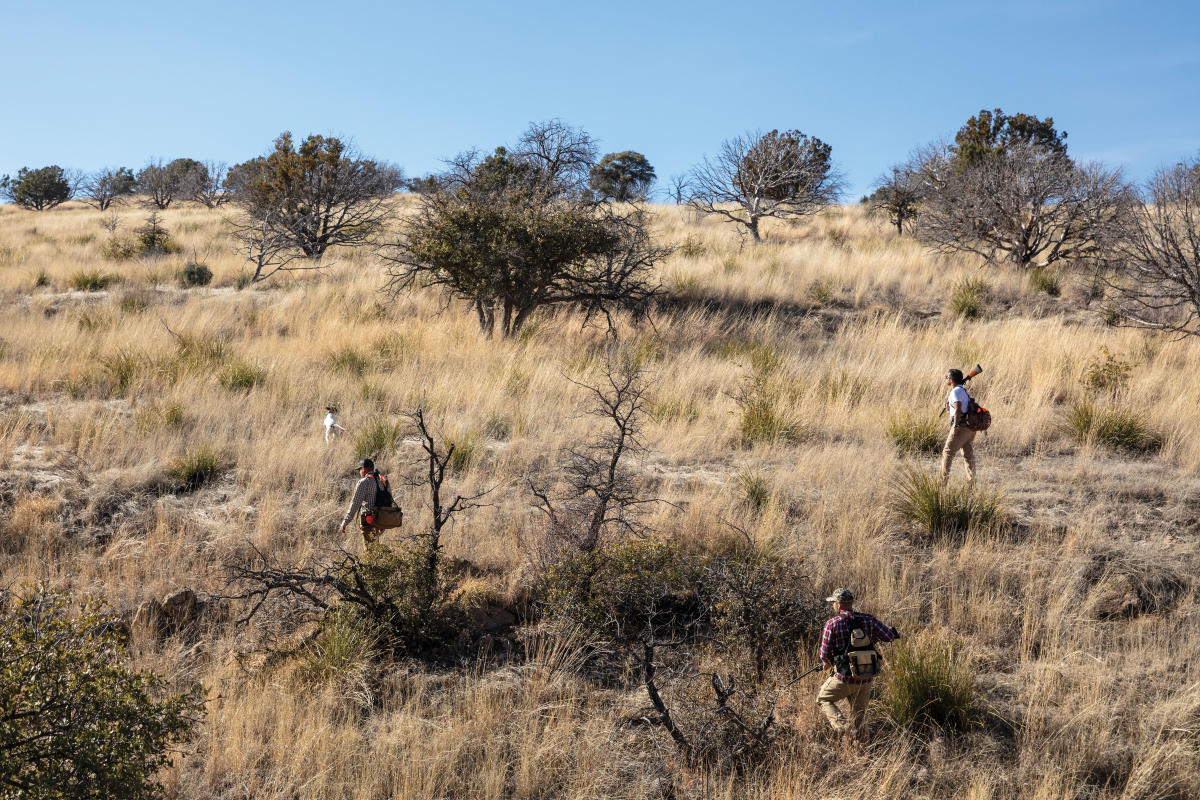 The hunters follow their dogs—hot on the trail.