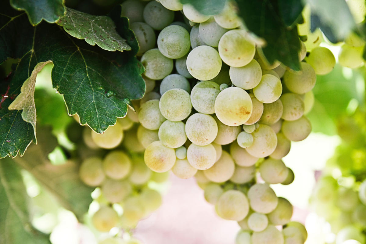 Green Grapes on the Vine