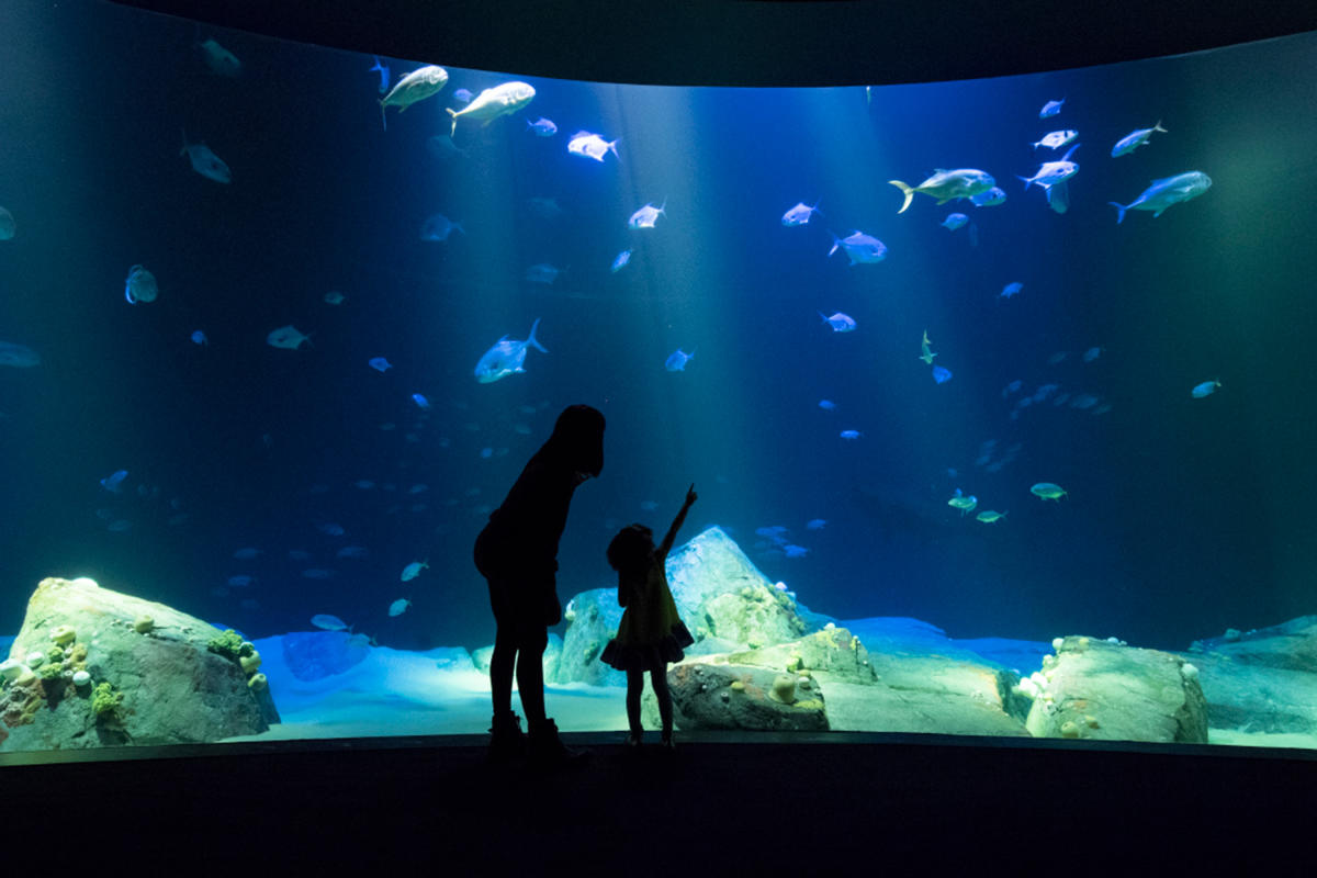 ocean wonders, coney island aquarium