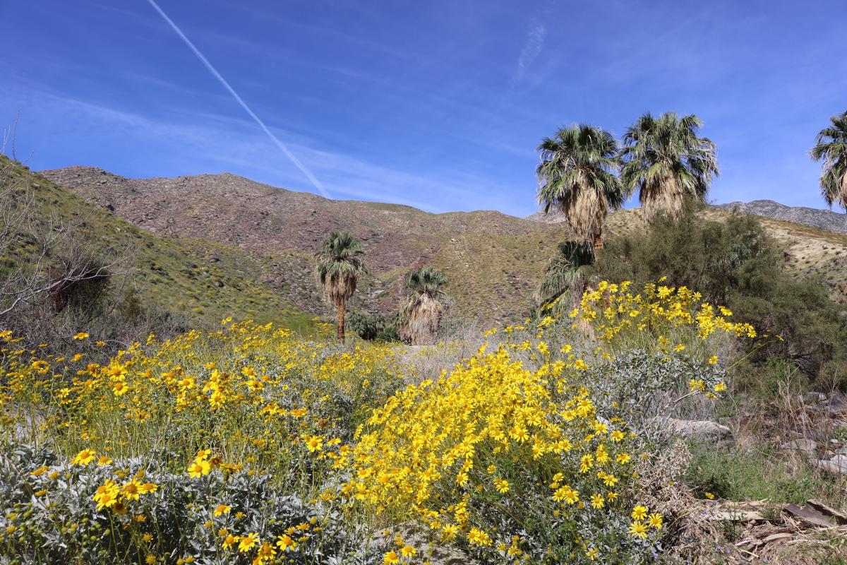 Indian Canyons in Palm Springs.