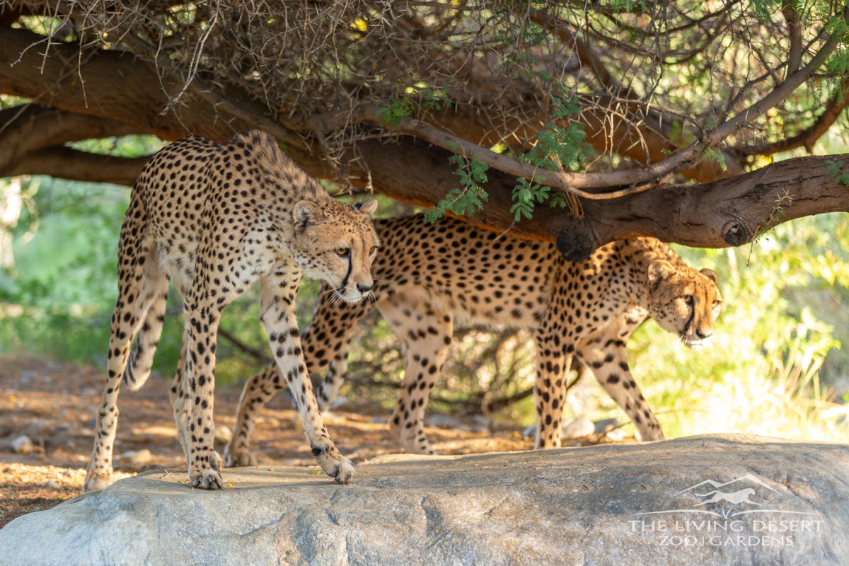 Cheetahs at the Living Desert Zoo & Gardens.