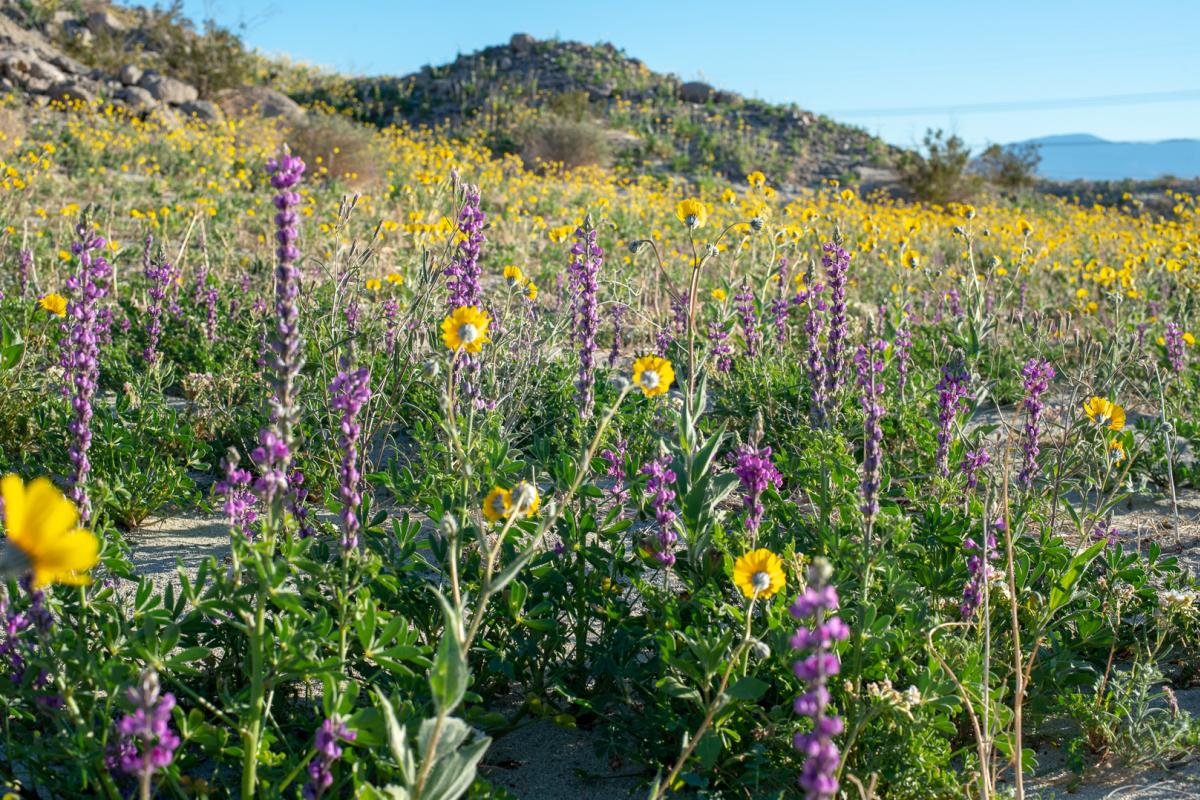 Wildflowers bloomed at Metate Ranch.