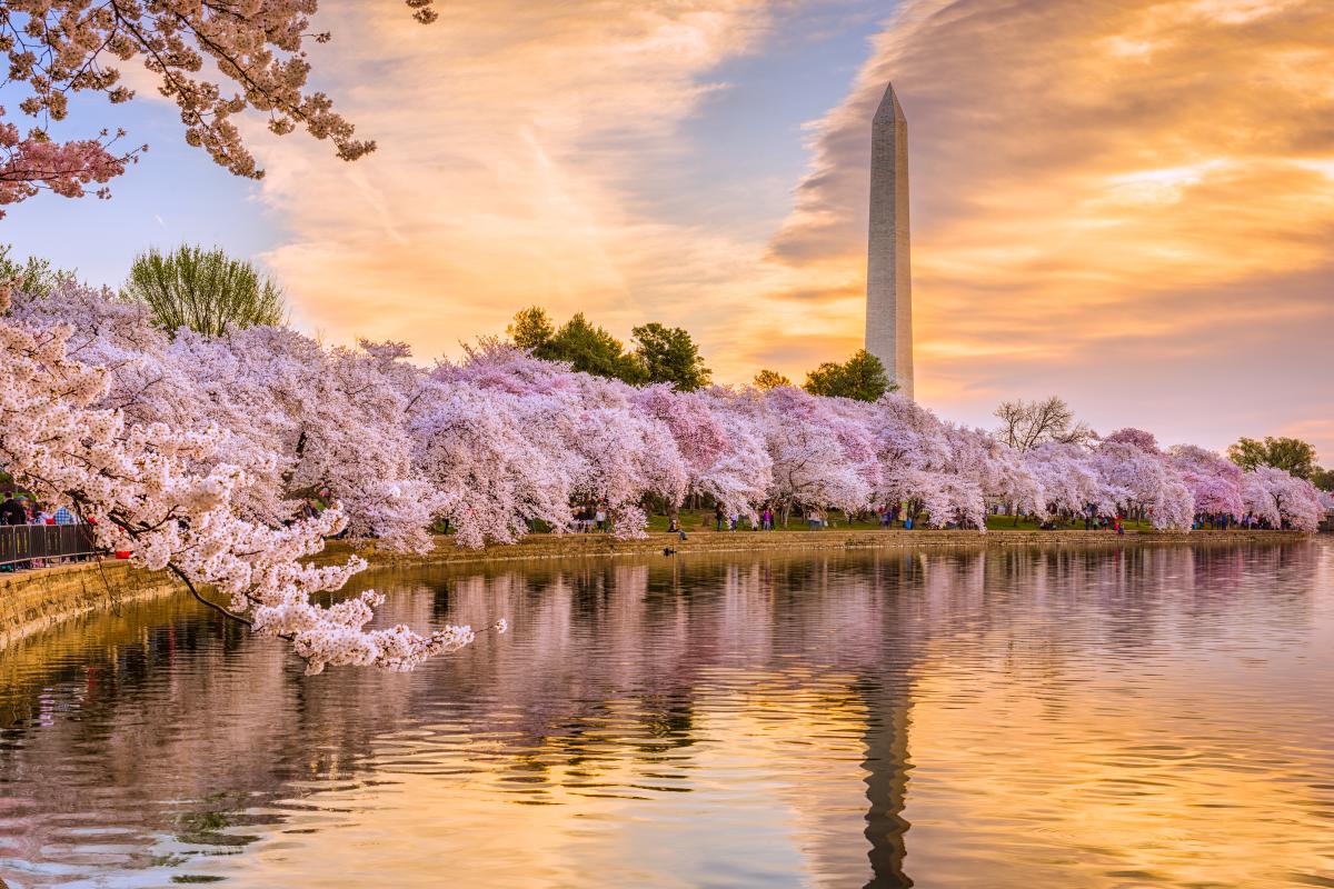 Washington DC Cherry Blossoms along the tidal basin