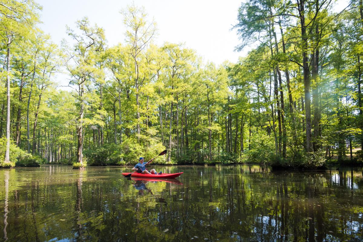 Robertson Millpond Preserve