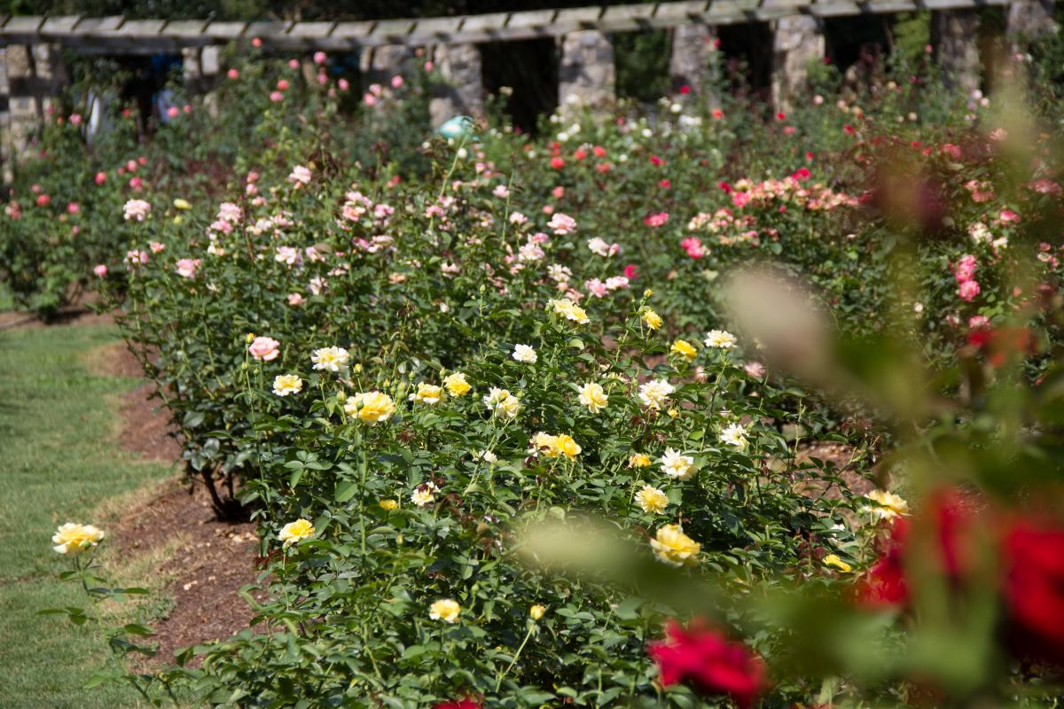Raleigh Rose Garden large