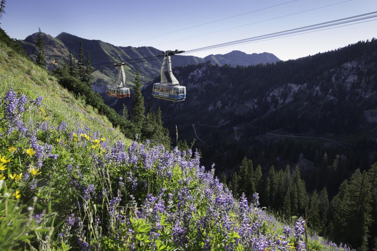 little cottonwood canyon wildflowers, summer activities in Utah