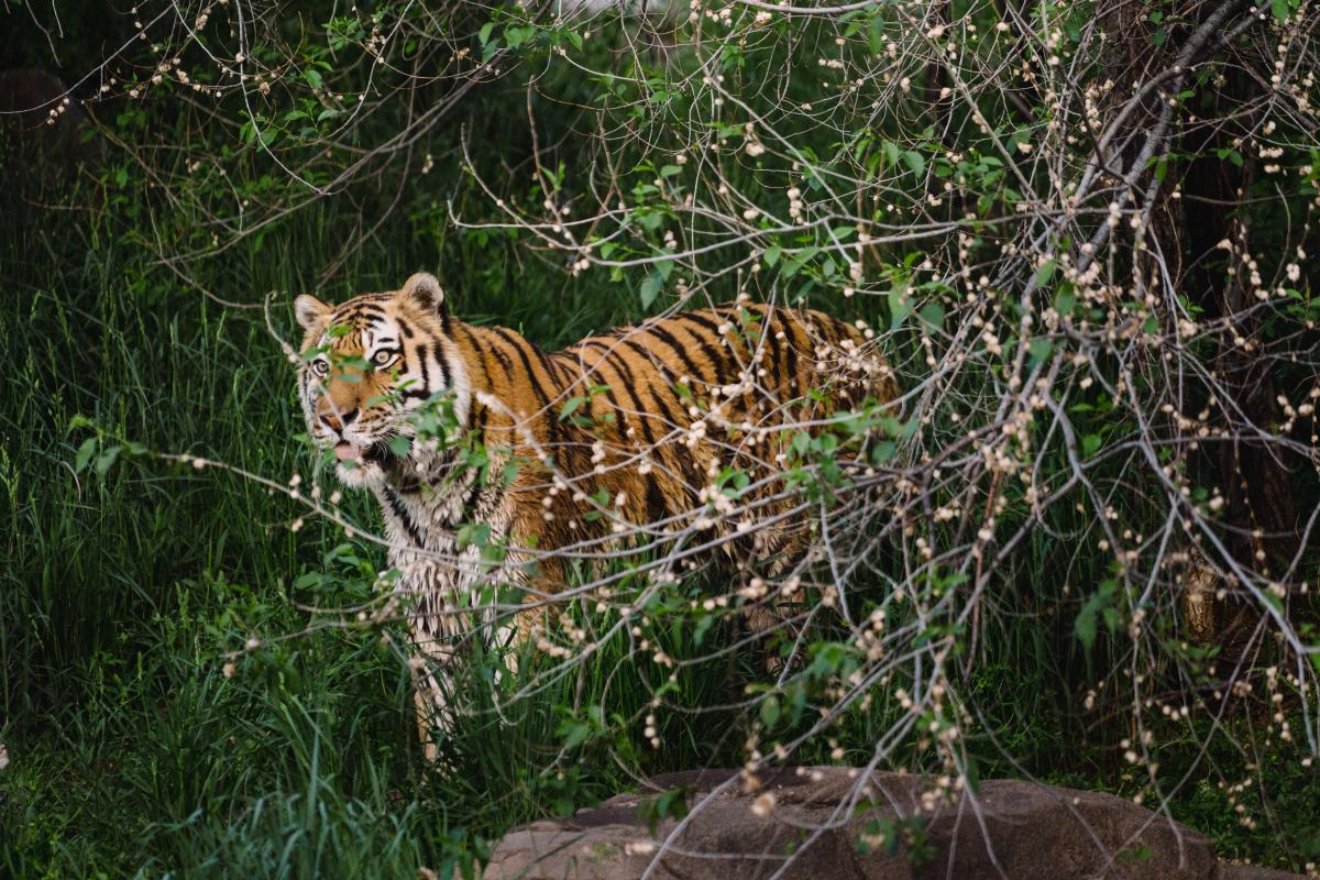 Tiger at Utah's Hogle Zoo