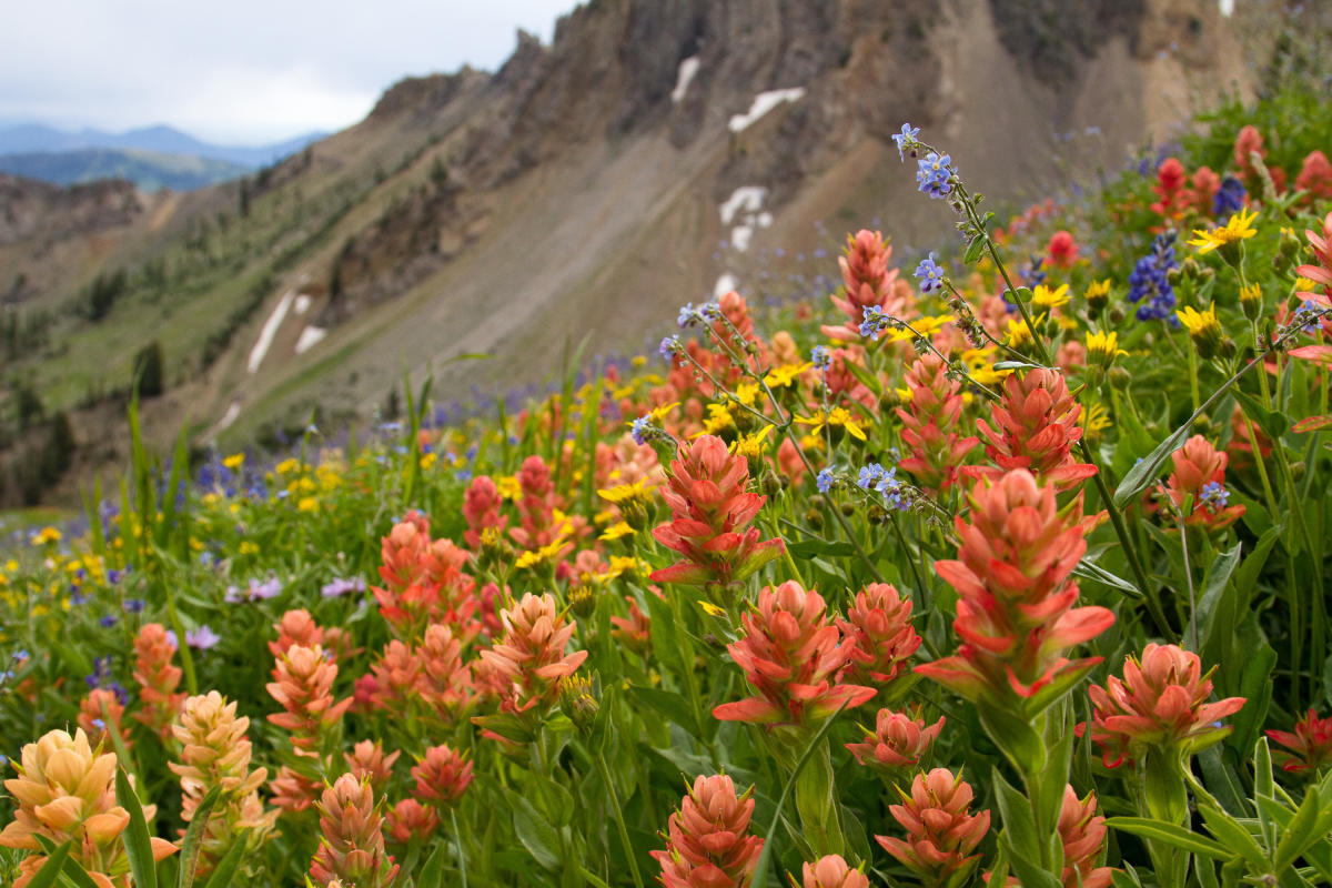 Wildflowers in Mineral Basin at Snowbird