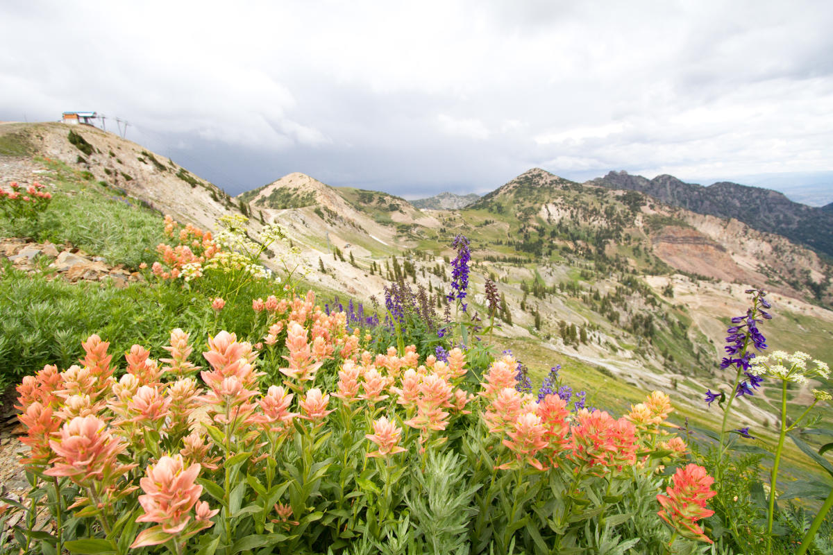 Wildflowers at Mineral Basin at Snowbird