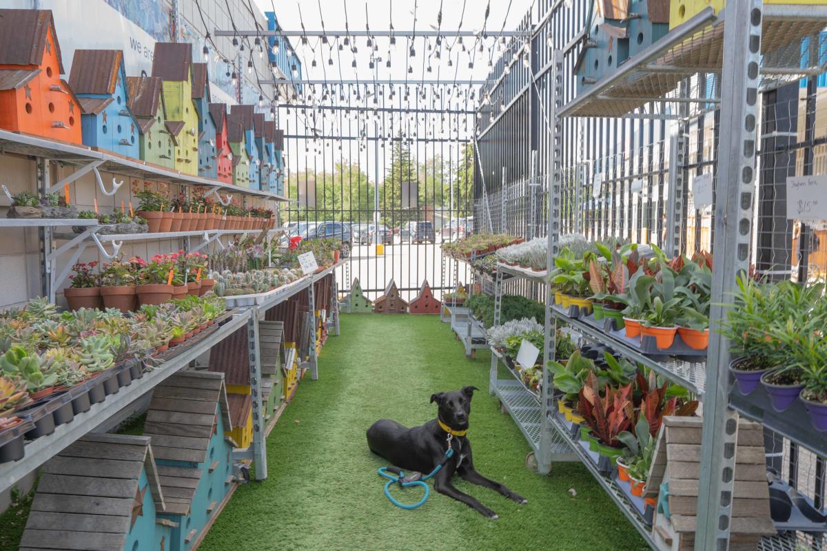 Dog Laying Inside Solar Gardens in Saskatoon